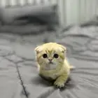 قطه صغيره سكوتش فولد