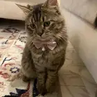 للتبني