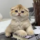 قط ذكر لسكوتش فولد