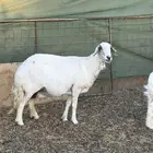 شياه حيل تامات