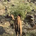 ناقه نصوفن للبيع