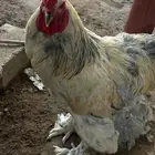 دجاج براهما