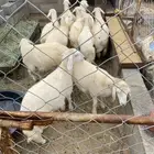 10 رخال للبيع