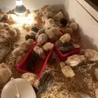 فروخ سمان تكساس