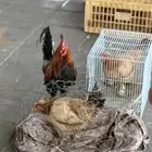 دجاج البيع رجانات كلهن مع ديك عربي بلدي