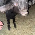 جفره شاميه