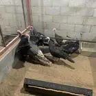 للبيع رومي بياض