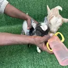 ماعز قزم جوز ذكر واتثى