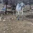 تيس مخصي ضهره مقفل شحم