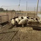 بهم نعيم العدد 16