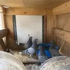 حمام قطايف (ازرق)