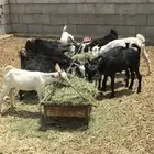 جفار العدد 12