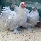 دجاج كوشن لافندر
