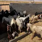 تيوس عدد 30