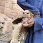 نعجه نعيميه والد معاها رخلتين العلا