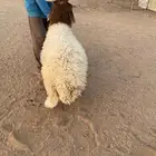 خروف نعيمي عمره 4 اشهور بزي البيع ب1350