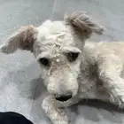 كلبتان مفقوده للتبني