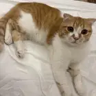 بسه شرازي و Scotch بسه عمره 1 سنه و مؤدب و لعاب