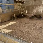 دجاج عربي اصيل خالي من التهجين