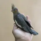 للبيع فرخين كروان متعودين على الغر بشراهه ( تم البيع )