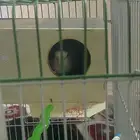 جوز روز أليف