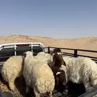 نعيمي هرفي بري