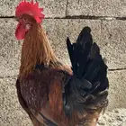 بيض فرنسي وأمريكي مخصب للفقاسات