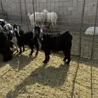 للبيع جفار عوارض وذري طيبه