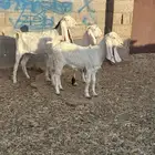 للبيع معزا مواليد عدد ثنتين كل وحده تحتها جفره