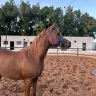 مهر عربي جمال واهو