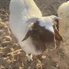 خروف هرفي