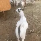 تيوس ذبايح مغلقه شحم