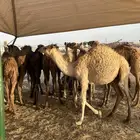 حشو تربيه