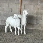 خرفان حريه