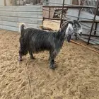 معزا