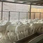غنم حرش مقاني اشباب دفيع شرط سونار جذعات وثنوات