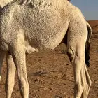 قعود سمين بالحليل