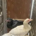 دجاج باكستاني