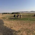 غنم نجد للبيع