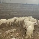 طليان حرية
