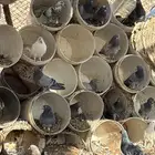 حمام للبيع بالتفريد والجمله