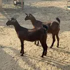 جفار دهم دفع
