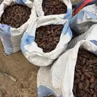 تمر للحلال