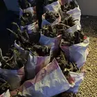 حطب مستورد خياش