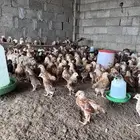 صوص فرنسي