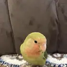 روز أليف هدد مزاجي