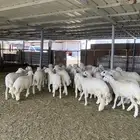 طليان حرية وتيوس بلدي دهم