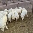 طليان