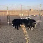 طليان و رخال نجد