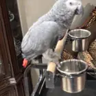 بغبغاء ما اقبل بدل